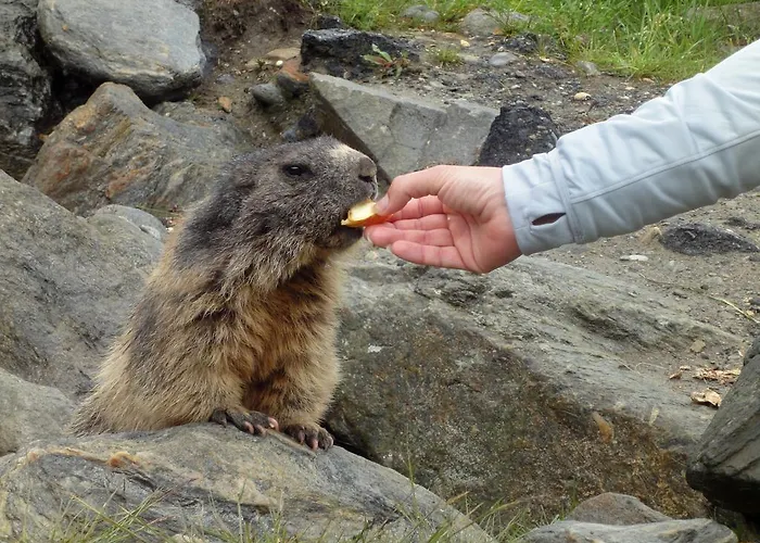 Vendégház Garni Domino